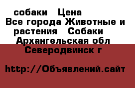 собаки › Цена ­ 2 500 - Все города Животные и растения » Собаки   . Архангельская обл.,Северодвинск г.